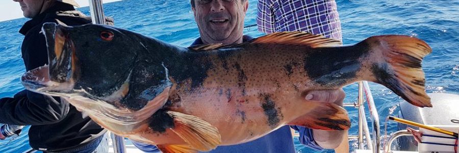 Monster Coral Trout landed by Reef Fish and Dive 1770 guest, Ross